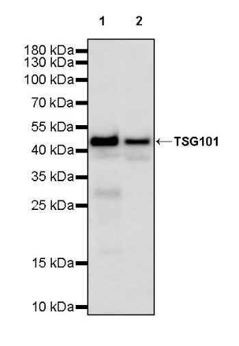 TSG101 Recombinant Rabbit mAb (S-1868-76)