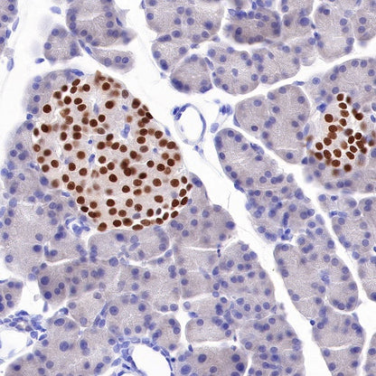 NKX2.2 Recombinant Rabbit mAb (SDT-898-41)