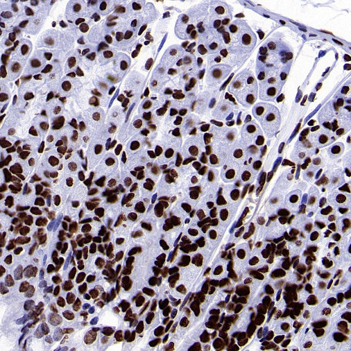 Histone H4 (acetyl K5 + K8 + K12 + K16) Recombinant Rabbit mAb (S-902-37)