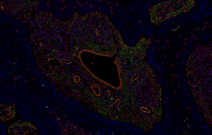 Absin 5-Color IHC Kit (Anti-Rabbit Secondary Antibody)