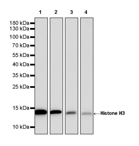 Histone H3 Recombinant Rabbit mAb (HRP Conjugate) (SDT-266-44)