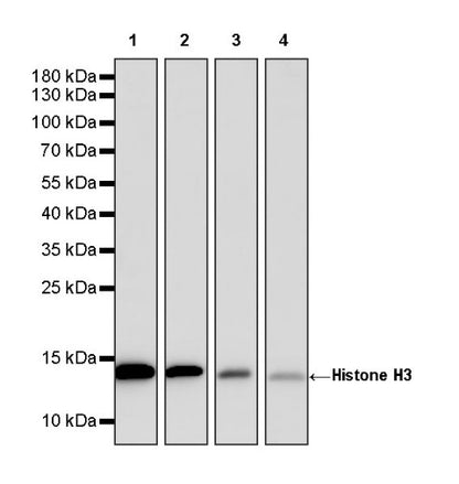 Histone H3 Recombinant Rabbit mAb (HRP Conjugate) (SDT-266-44)