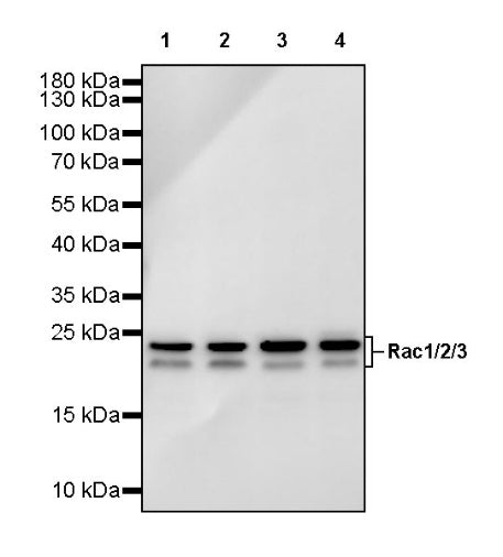 Rac1/2/3 Recombinant Rabbit mAb (S-2720-10)