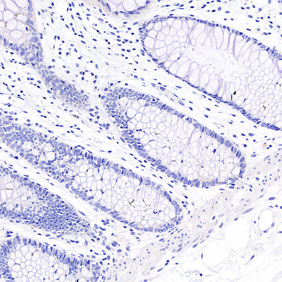 MOG Rabbit Polyclonal Antibody