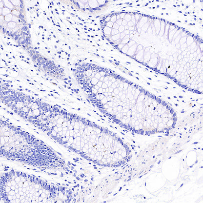 MOG Rabbit Polyclonal Antibody