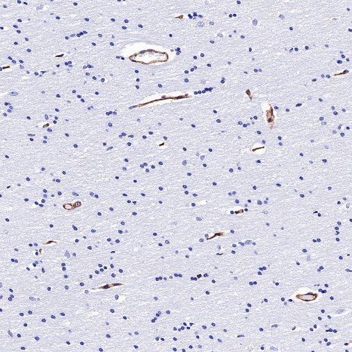BST2 Recombinant Rabbit mAb (S-534-103)