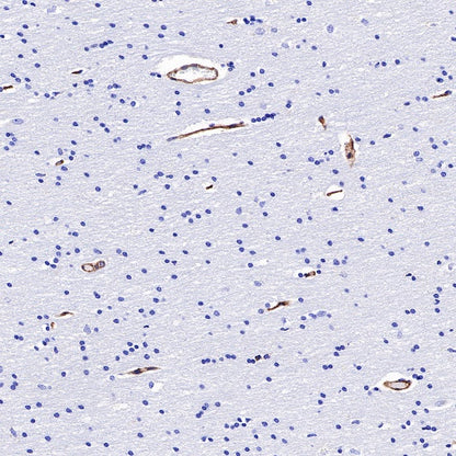 BST2 Recombinant Rabbit mAb (S-534-103)