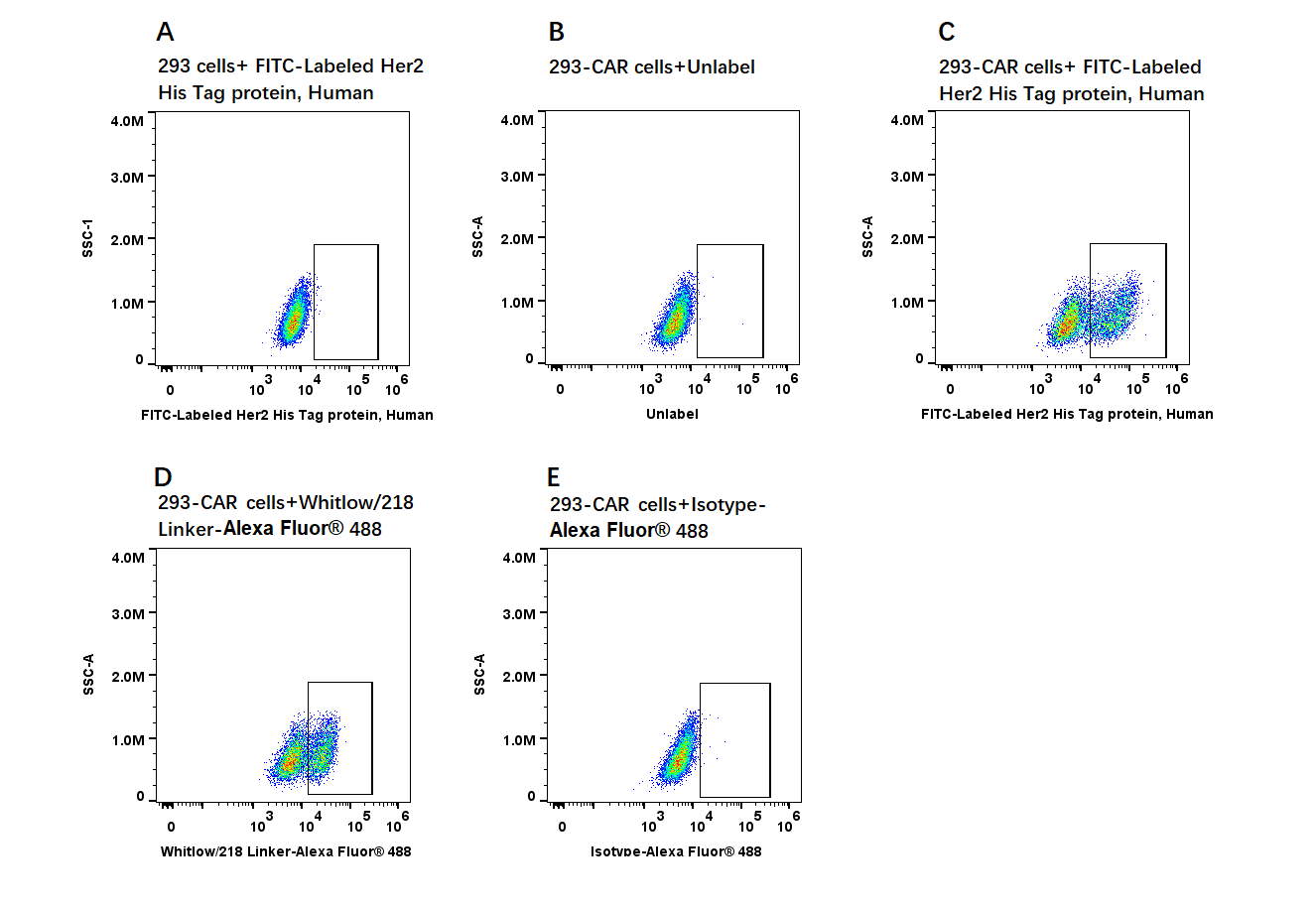 FITC-Labeled Her2 His Tag protein, Human