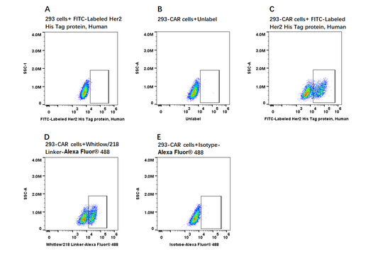 FITC-Labeled Her2 His Tag protein, Human