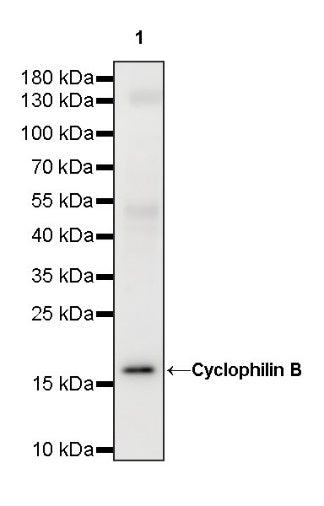 Cyclophilin B Rabbit Polyclonal Antibody