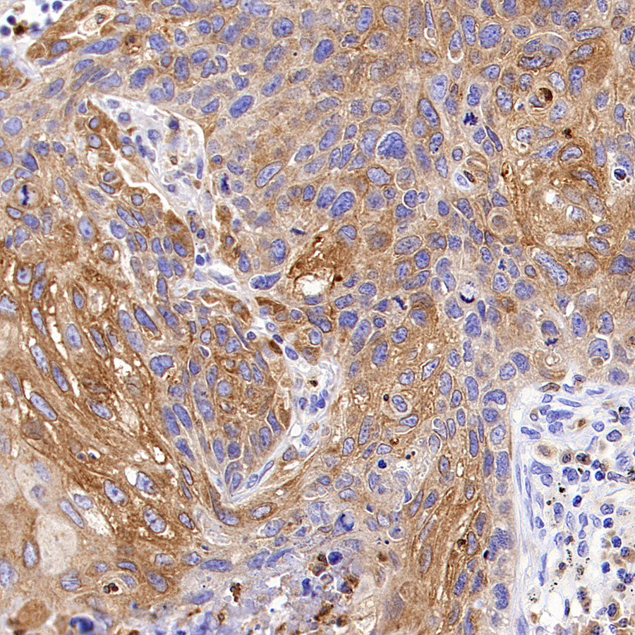 Rab3D Recombinant Rabbit mAb (S-4406-22)