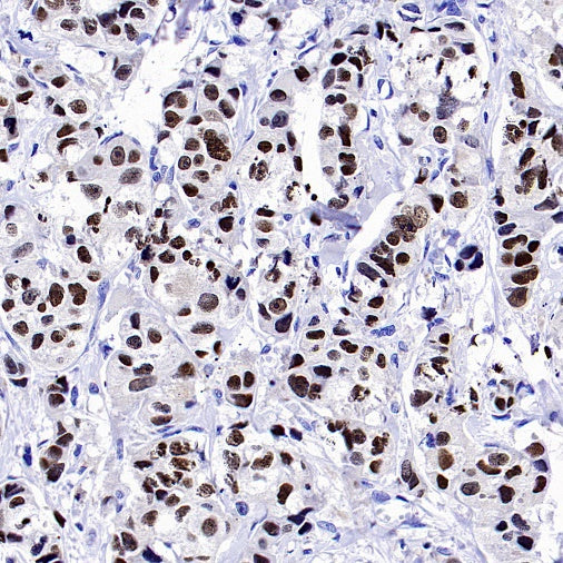 GATA3 Recombinant Mouse mAb (SDT-3180)