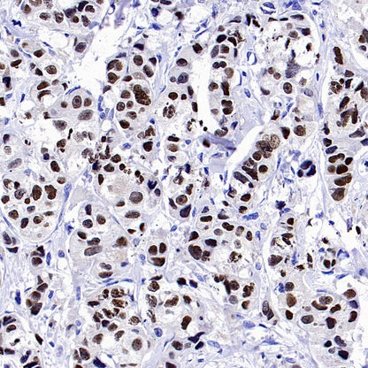 GATA3 Recombinant Mouse mAb (SDT-3180)
