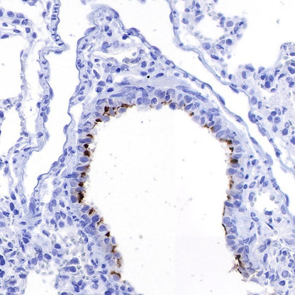 iNOS Recombinant Rabbit mAb (S-466-102)