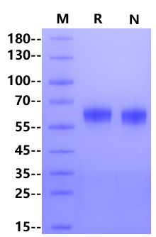 DDR1 His Tag Protein, Rhesus macaque