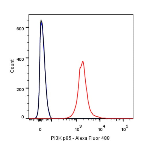 PI3 Kinase p85 Recombinant Rabbit mAb (SDT-R108)
