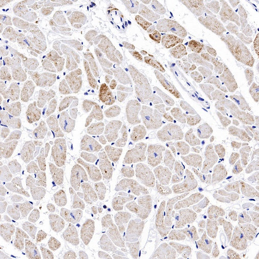 MTCO2 Rabbit Polyclonal Antibody
