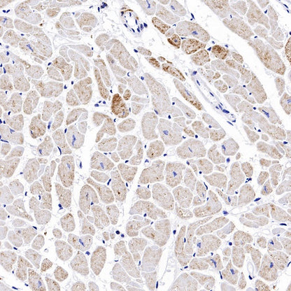 MTCO2 Rabbit Polyclonal Antibody
