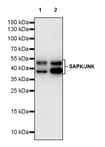 SAPK/JNK Rabbit Polyclonal Antibody