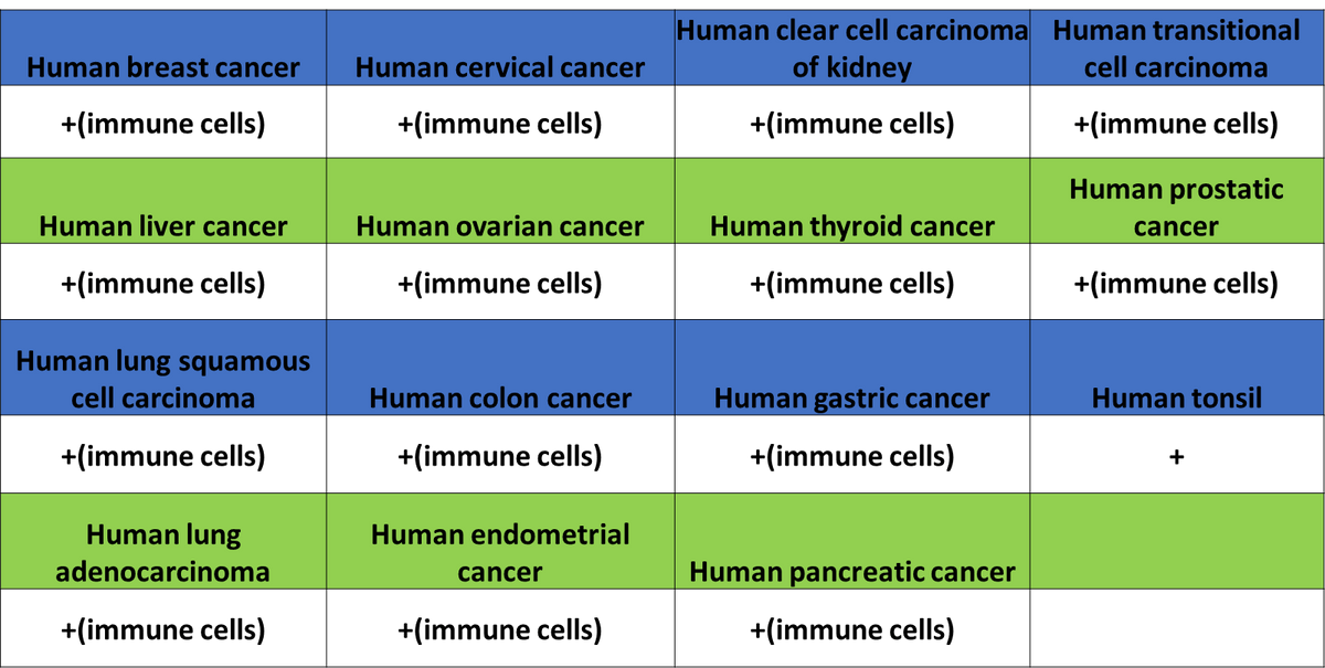 FOXO4 Recombinant Rabbit mAb (S-3527-19)