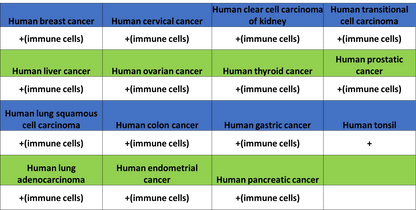 FOXO4 Recombinant Rabbit mAb (S-3527-19)
