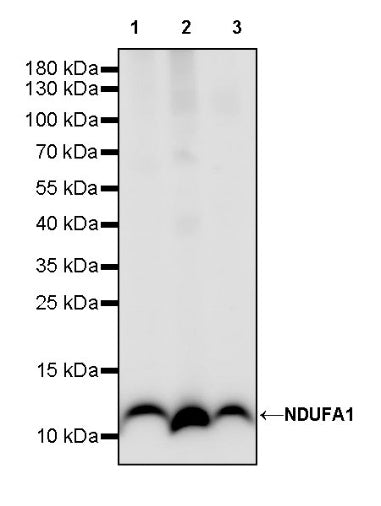 NDUFA1 Recombinant Rabbit mAb (S-1277-177)