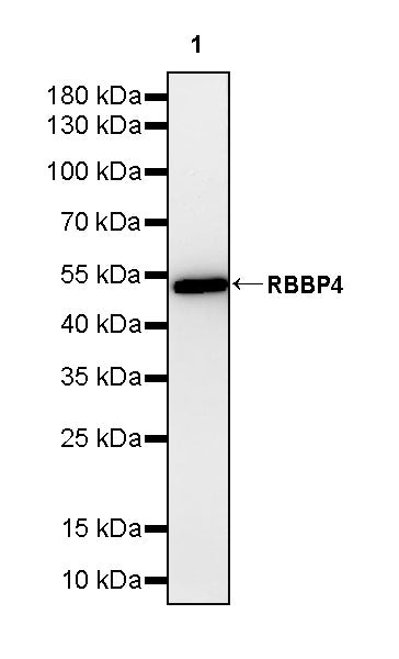 RBBP4 Rabbit Polyclonal Antibody
