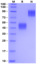 CD24 Fc Chimera Protein, Cynomolgus