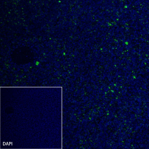 CD42a Recombinant Rabbit mAb (S-2705-46)