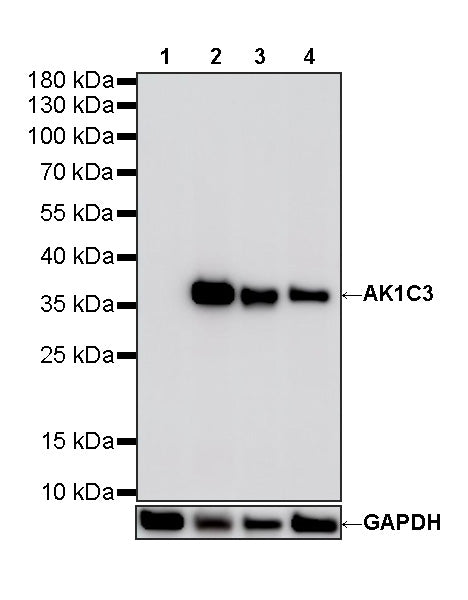 AK1C3 Rabbit Polyclonal Antibody