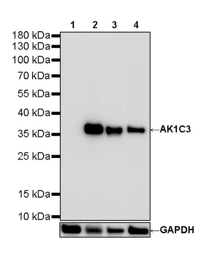 AK1C3 Rabbit Polyclonal Antibody