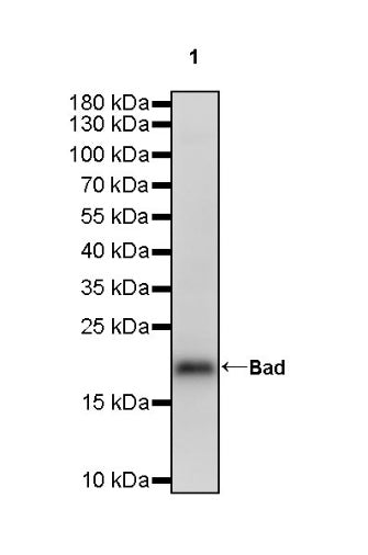 Bad Recombinant Rabbit mAb (S-976-26)