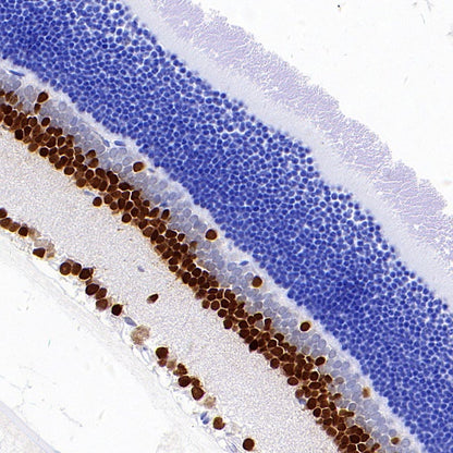 PAX6 Recombinant Rabbit mAb (SDT-1258-145)