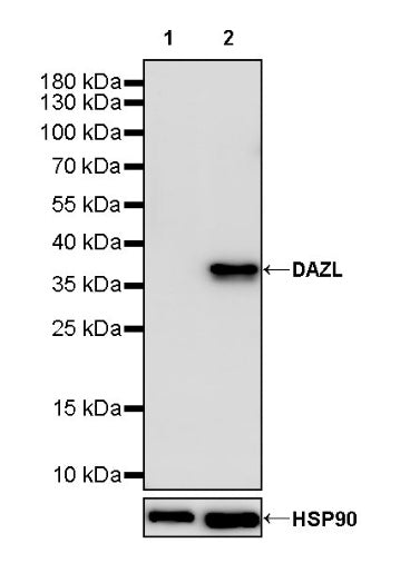 S-RMab® DAZL Recombinant Rabbit mAb (S-1588-3)