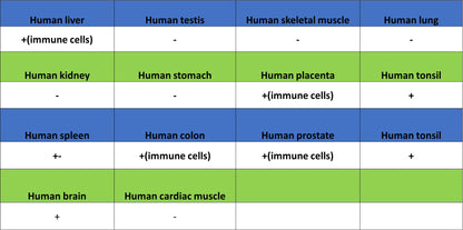 LILRB1 Recombinant Rabbit mAb (S-5001)
