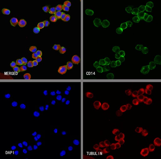 CD14 Recombinant Rabbit mAb (S-3533)