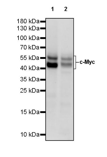 c-Myc Recombinant Rabbit mAb (S-519-54)