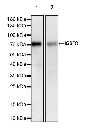 IGSF8 Recombinant Rabbit mAb (S-2101-8)