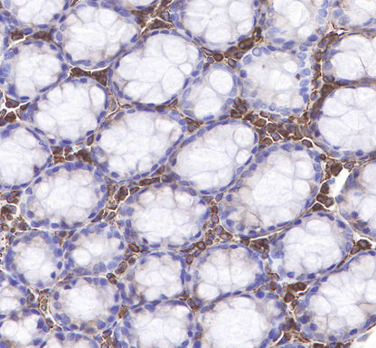 Vimentin Recombinant Rabbit mAb,PBS Only (SDT-029-20)