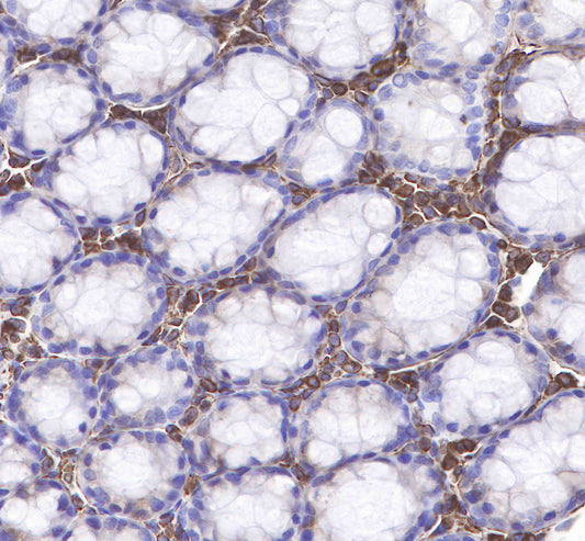 Vimentin Recombinant Rabbit mAb,PBS Only (SDT-029-20)