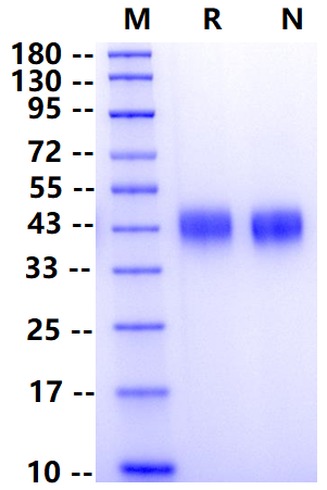 Biotinylated CD48/SLAMF2 His&Avi Tag Protein, Human