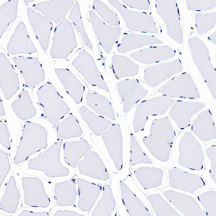 Intelectin-1 Rabbit Polyclonal Antibody