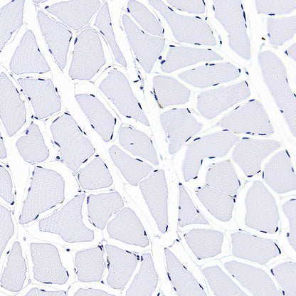 Intelectin-1 Rabbit Polyclonal Antibody