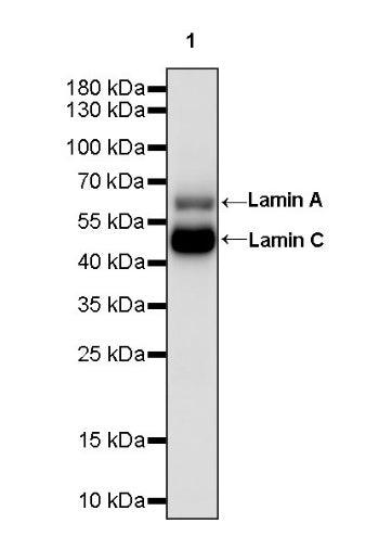 Lamin A/C Recombinant Rabbit mAb (S-950-164)