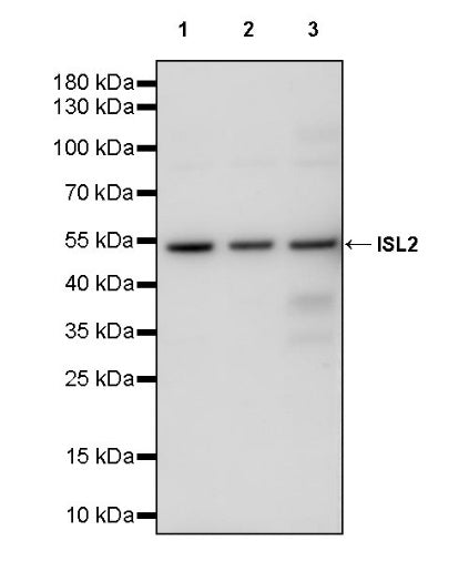 ISL2 Rabbit Polyclonal Antibody