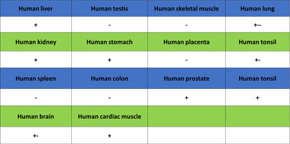 Monoamine Oxidase B/MAOB Recombinant Rabbit mAb (S-5317)