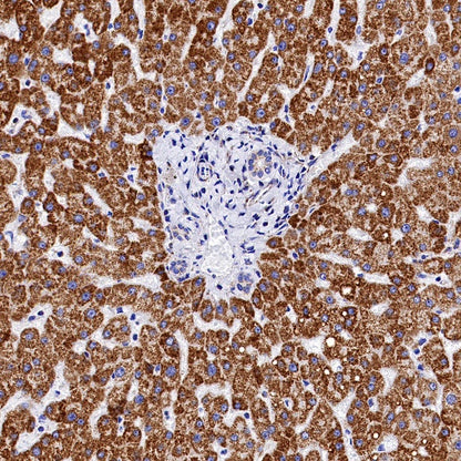 SDHB Recombinant Rabbit mAb (SDT-1162-2)