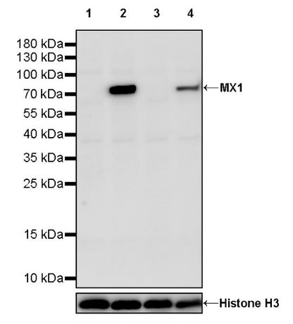 MX1 Rabbit Polyclonal Antibody