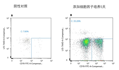 B lymphocyte Polarization Kit, Human