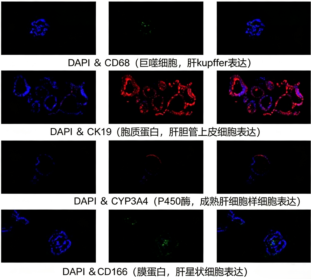 hPSC Induction Differentiation Liver Organoid Kit
